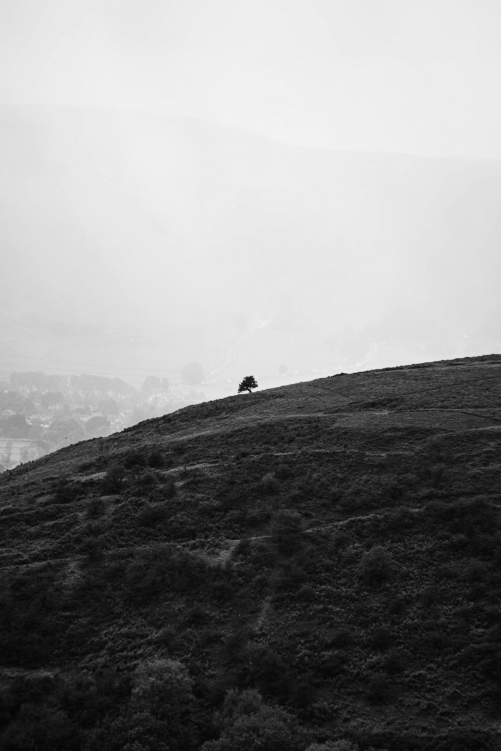 Une photo en noir et blanc d’un arbre solitaire sur une colline