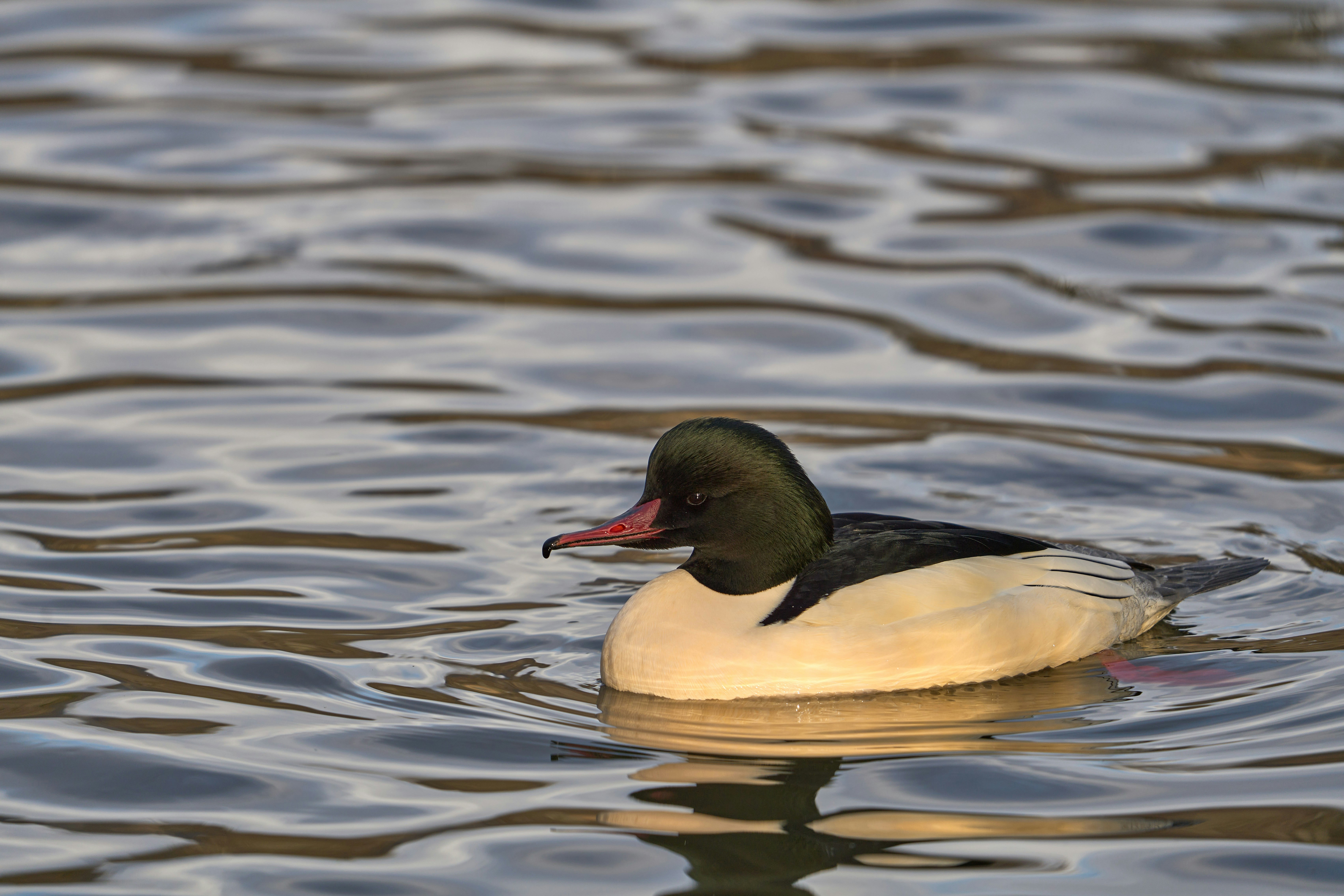 Photo by wolfgang_hasselmann