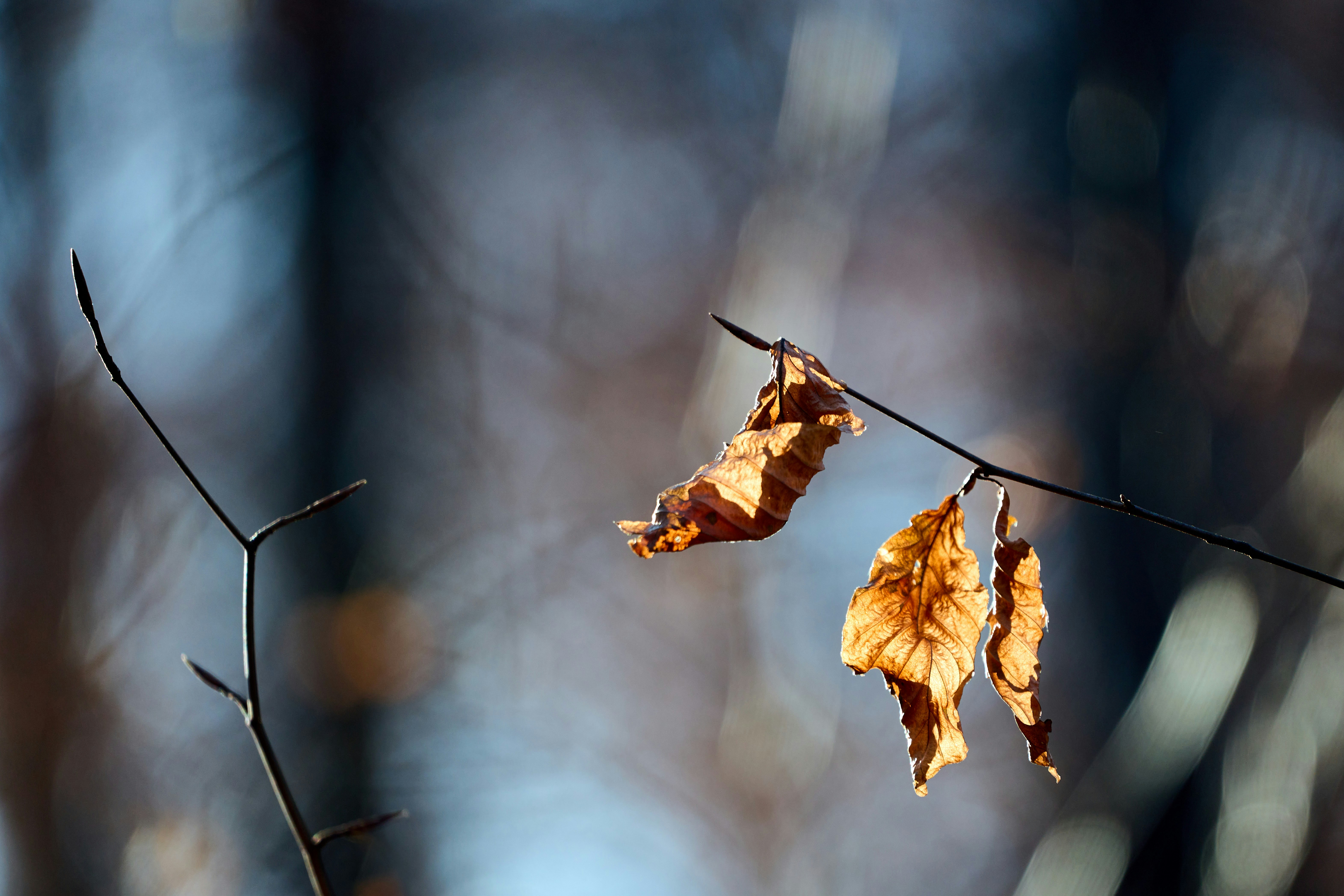 Photo by wolfgang_hasselmann