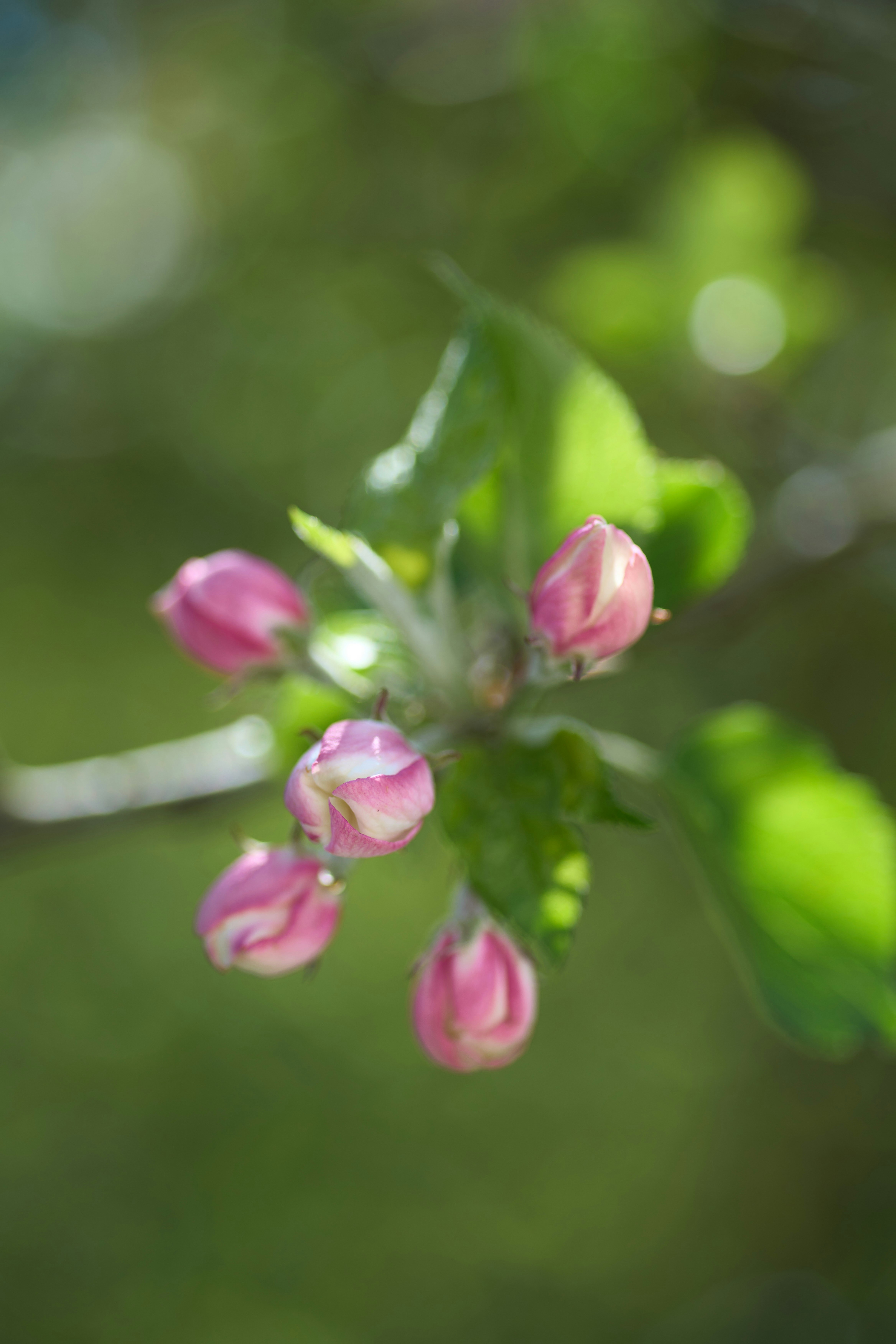 Photo by wolfgang_hasselmann