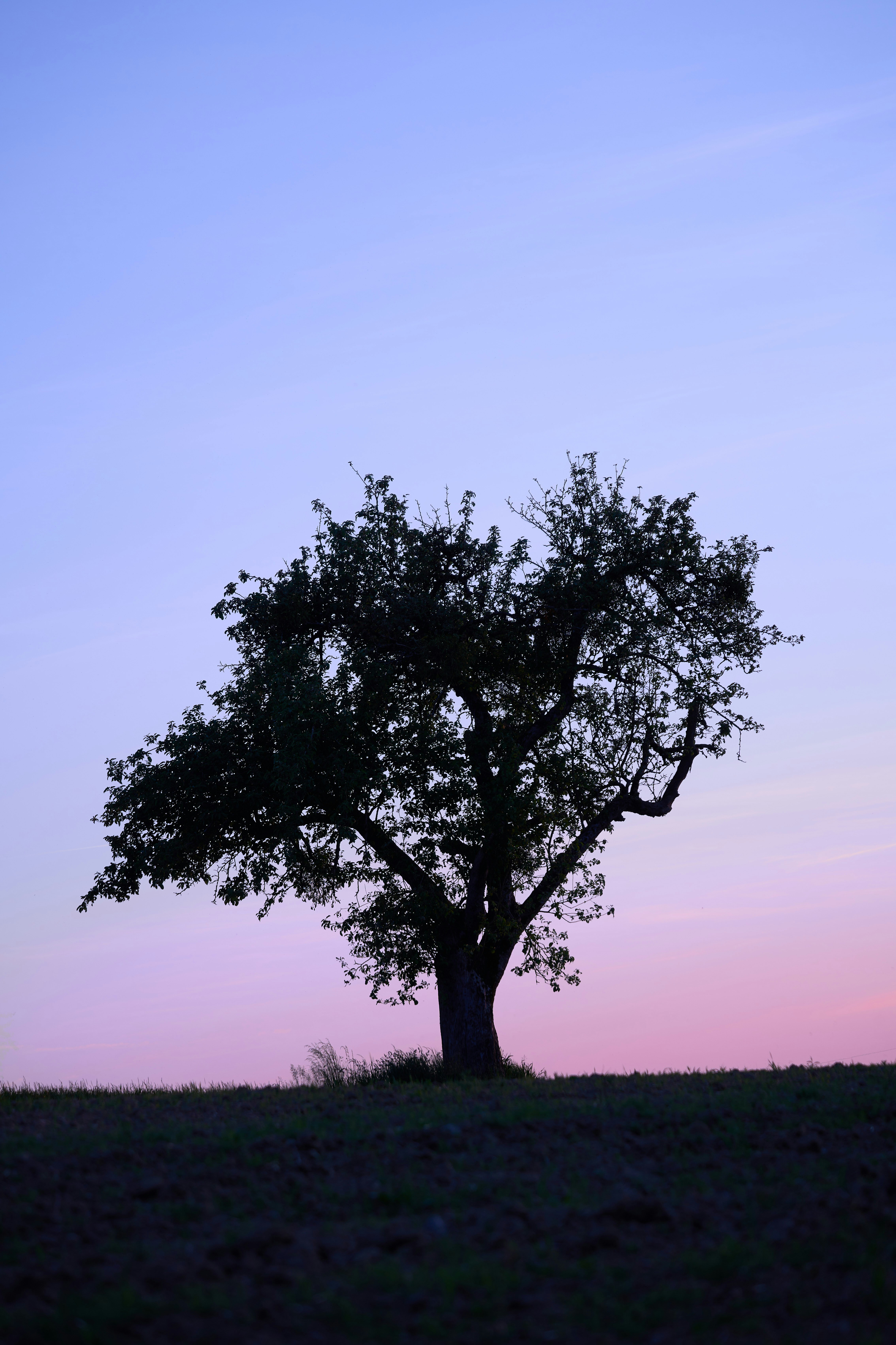 Photo by wolfgang_hasselmann