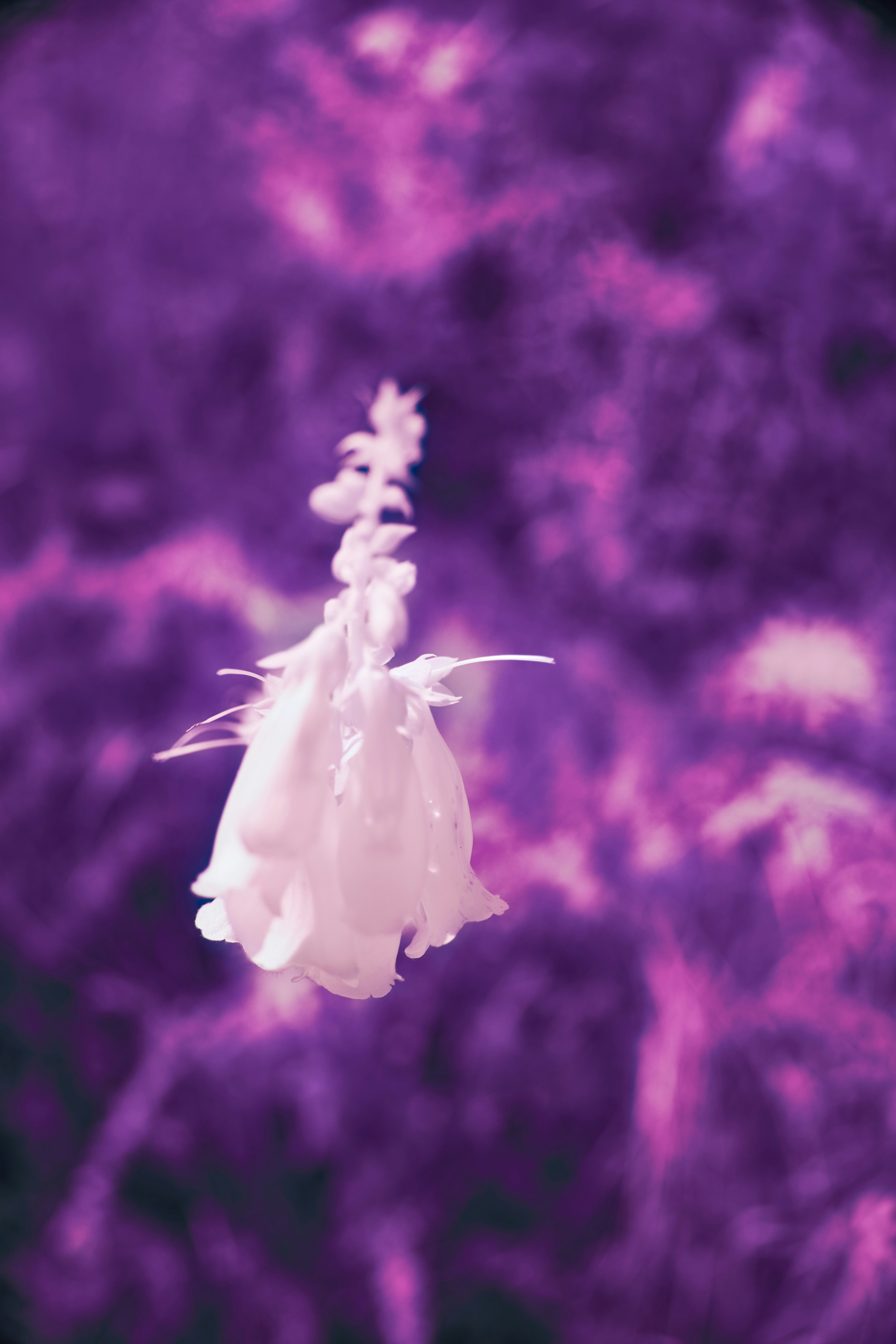 Photo by wolfgang_hasselmann