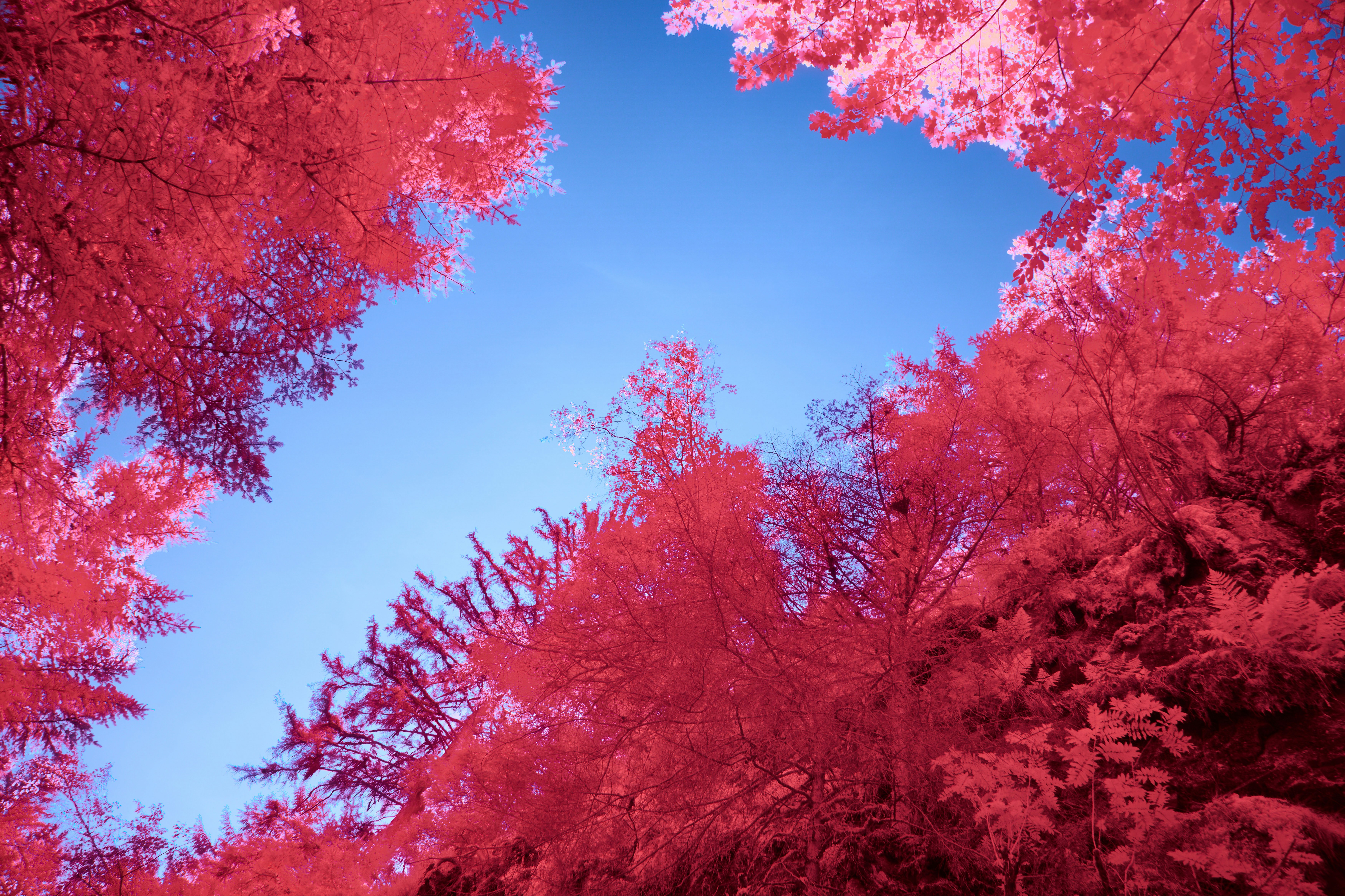 Photo by wolfgang_hasselmann