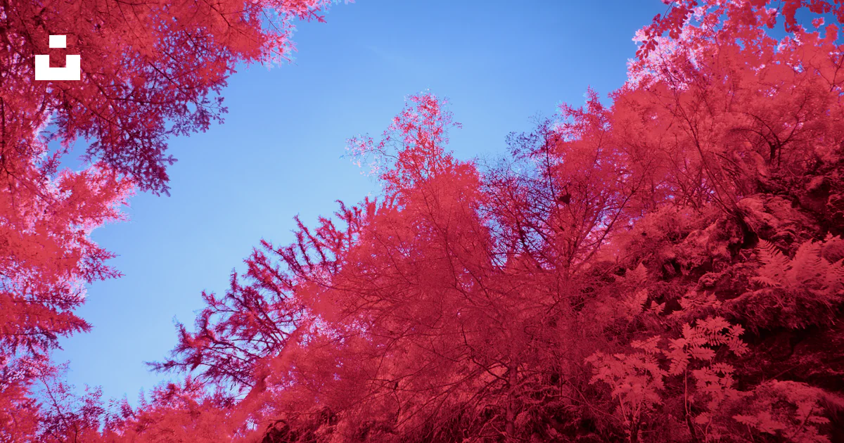 A blue sky with red trees in the foreground photo – Free Leaf Image on ...