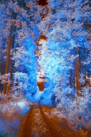 Artistic render of a glowing Solana blockchain path winding through lush eucalyptus forests.