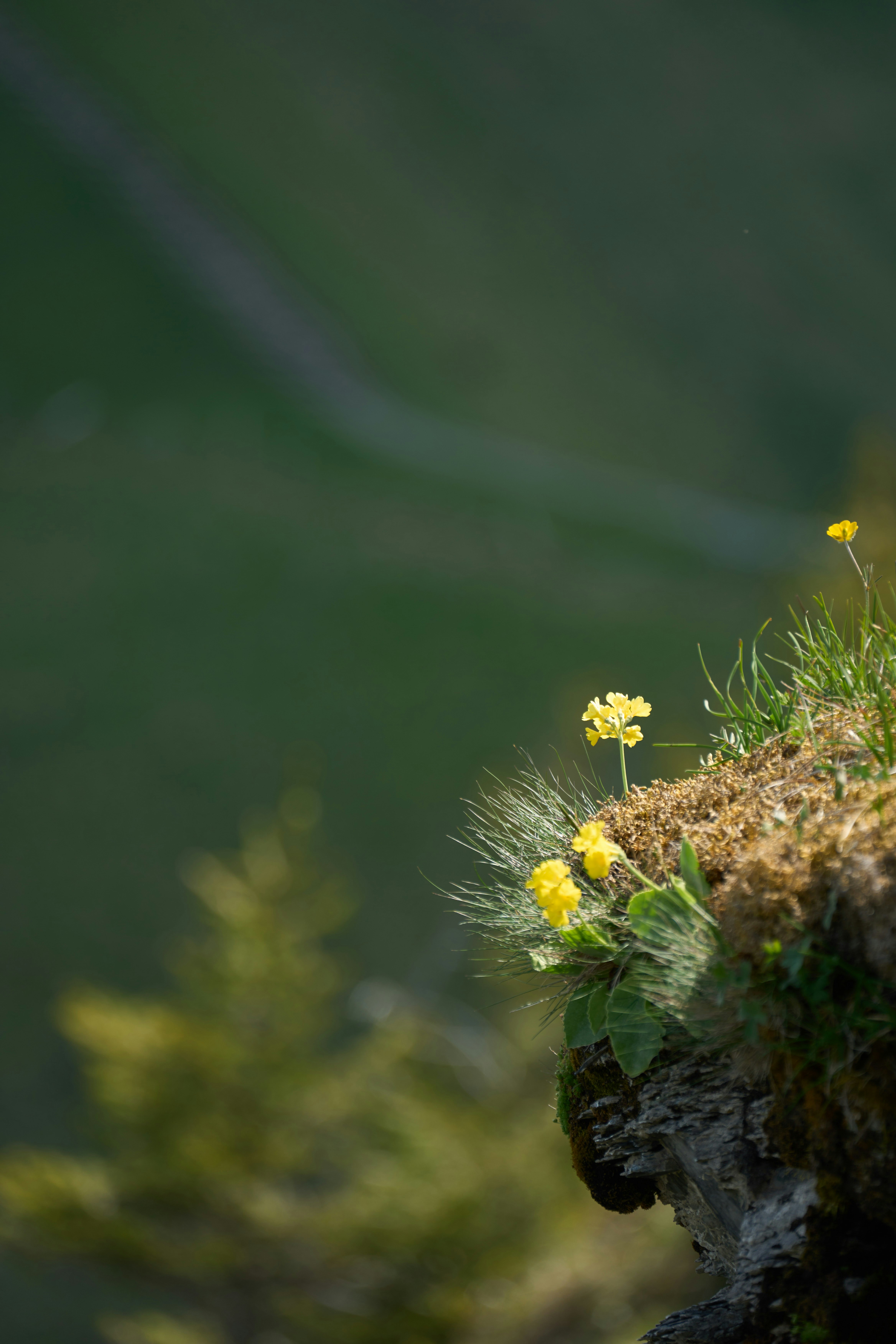 Photo by wolfgang_hasselmann