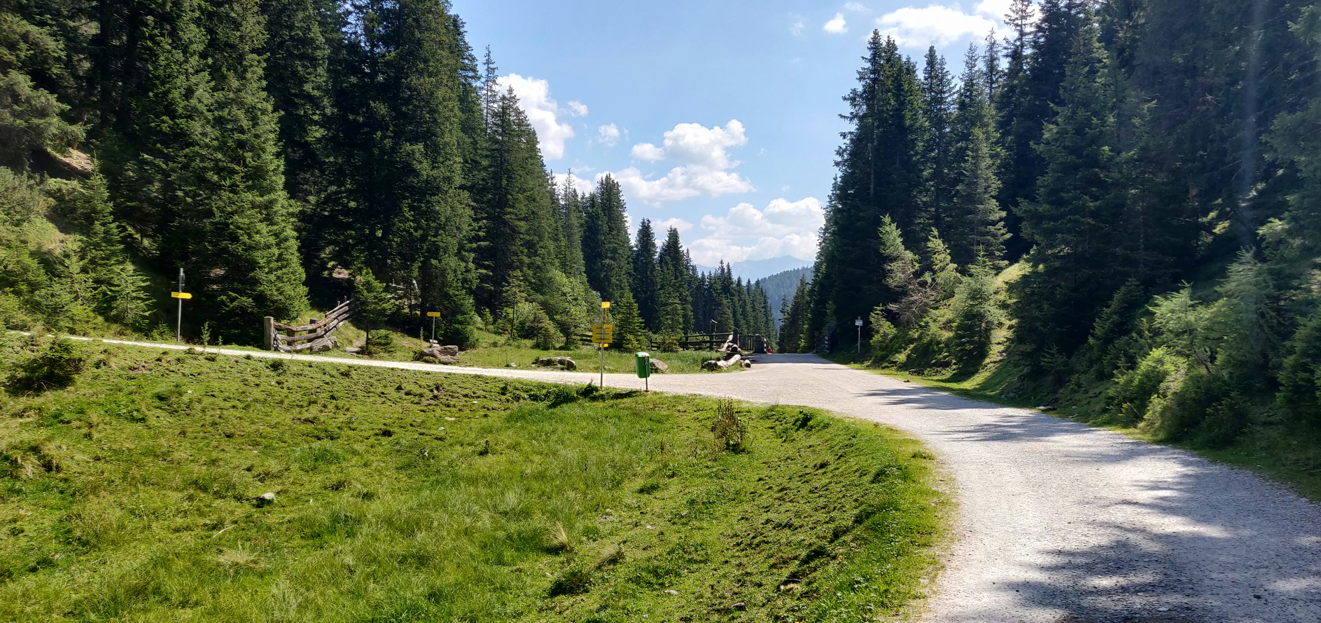 a dirt road surrounded by tall pine trees