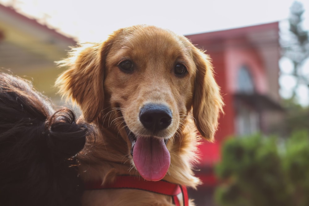 a close up of a dog with its tongue out