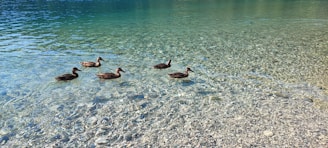 Five ducks are swimming on clear, shallow water with a pebbly bottom. The water reflects shades of blue and green, creating a serene and natural atmosphere.