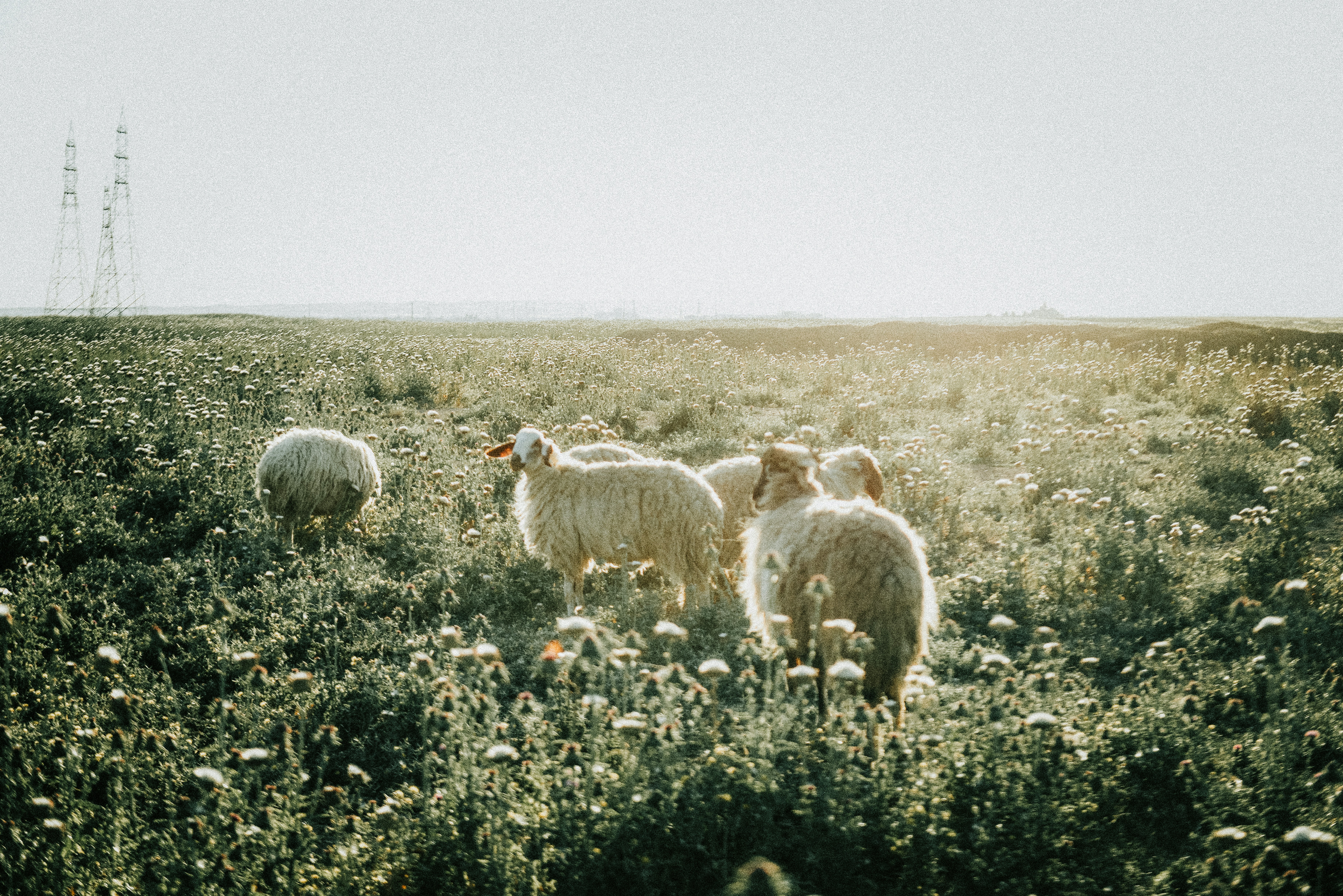 Photo by hamawishyar