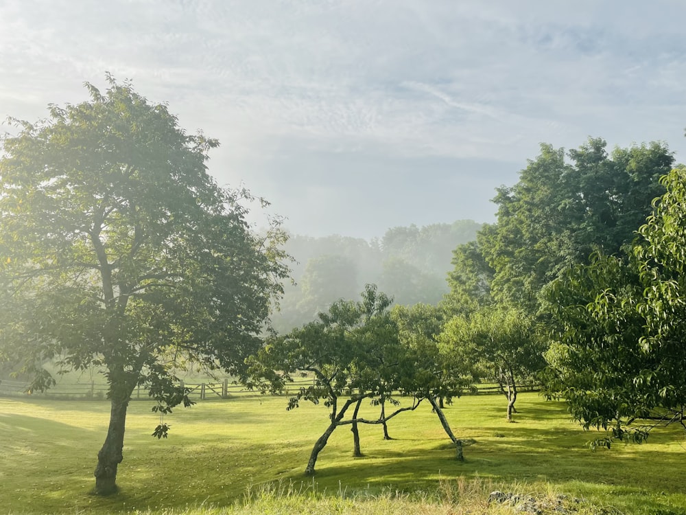 a grassy field with trees in the background