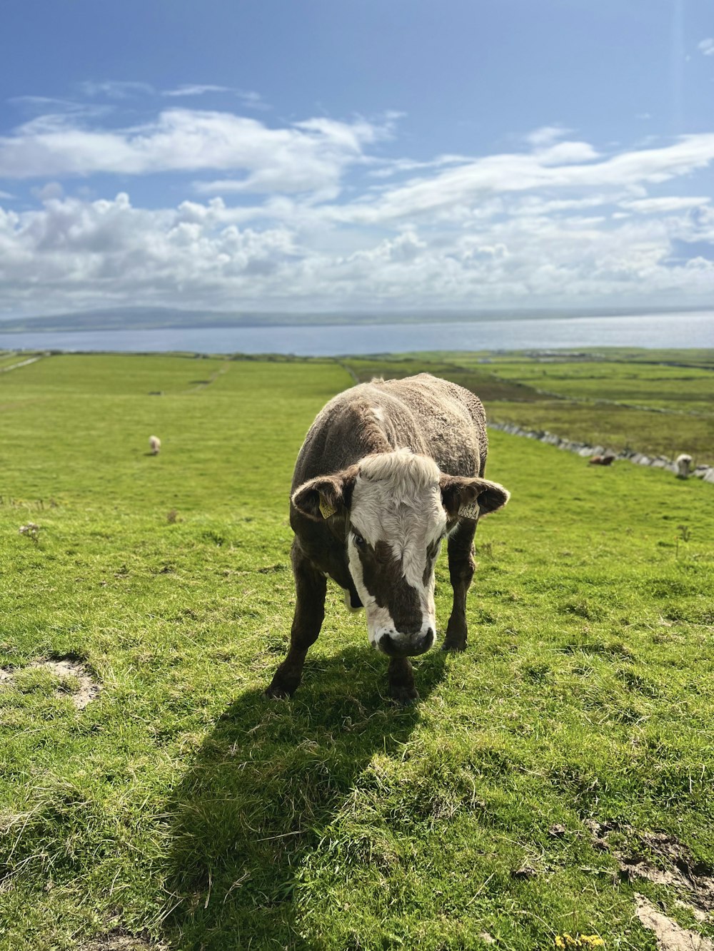 a brown and white cow standing on top of a lush green field