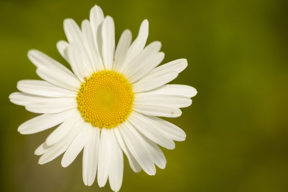 a close up of a white flower with a yellow center