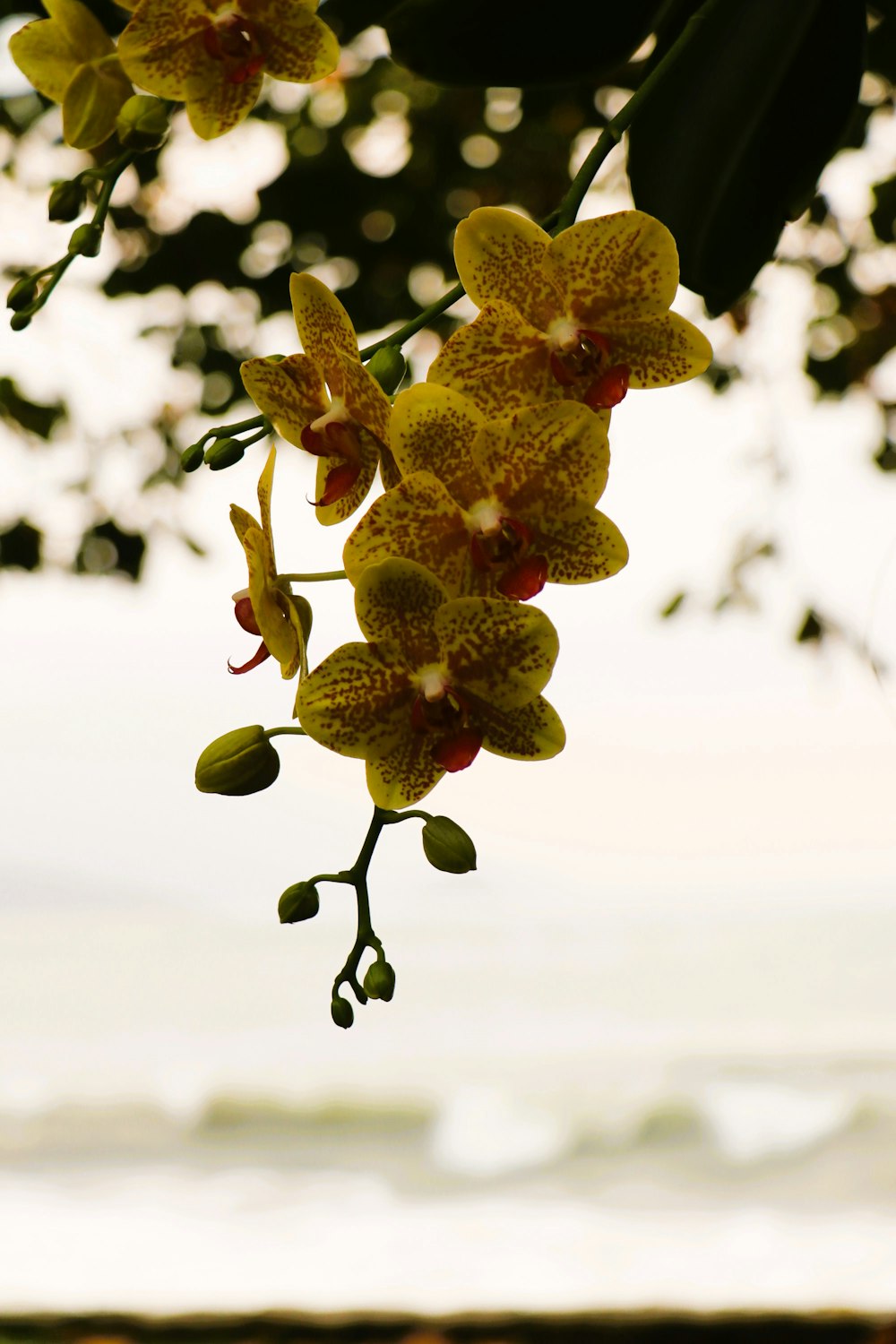 a branch with yellow flowers hanging from it
