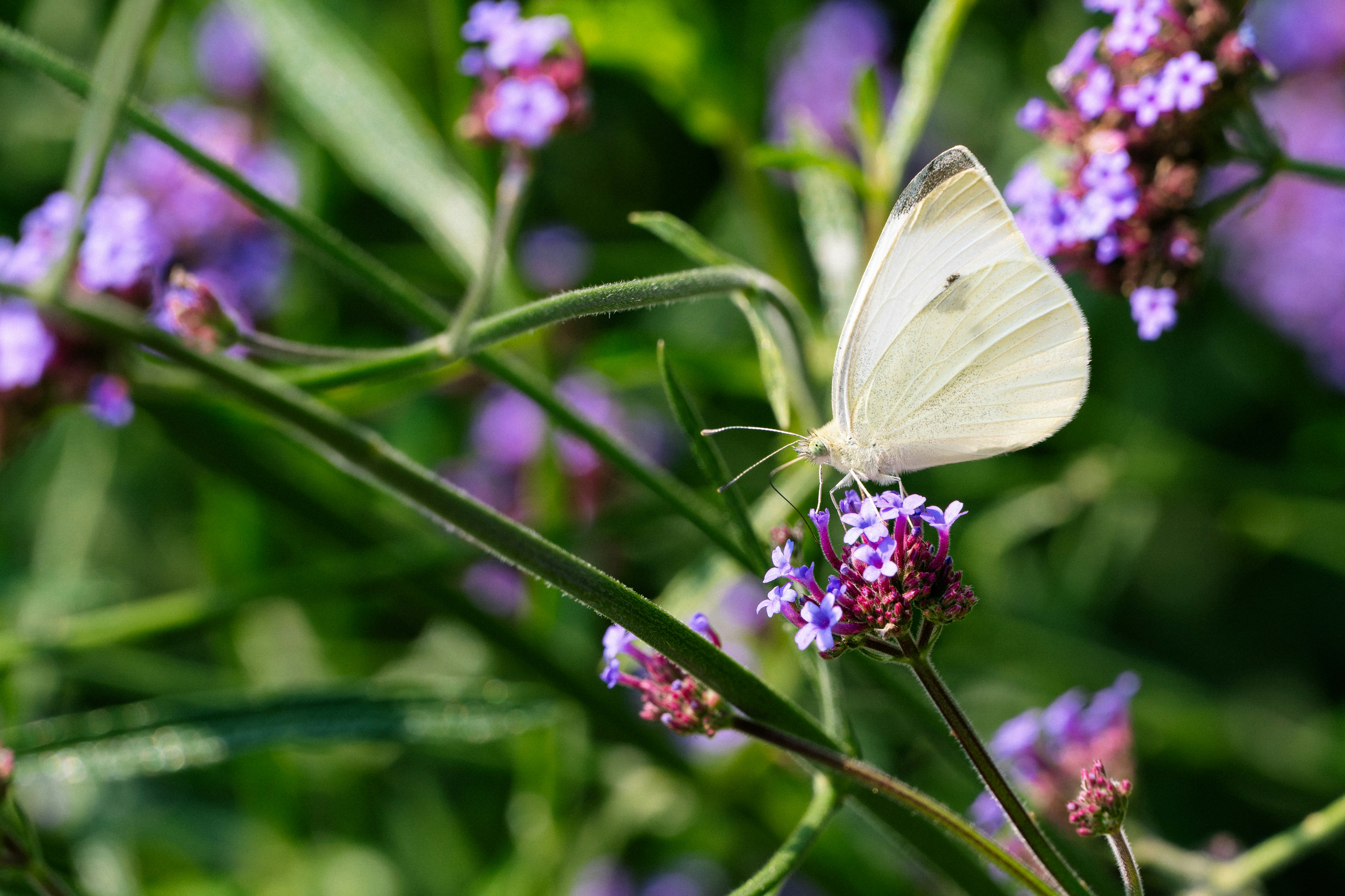 Photo by incphotography