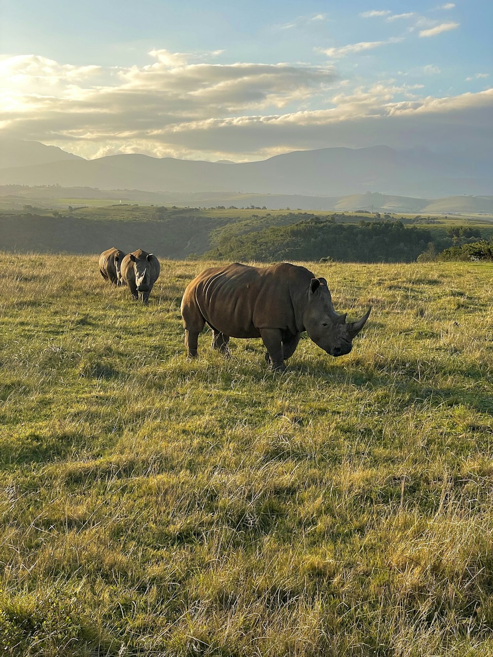 a rhinoceros and rhinoceros grazing in a field