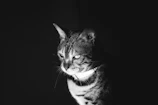 Before and after photos showing a stray cat’s transformation after rescue and care
