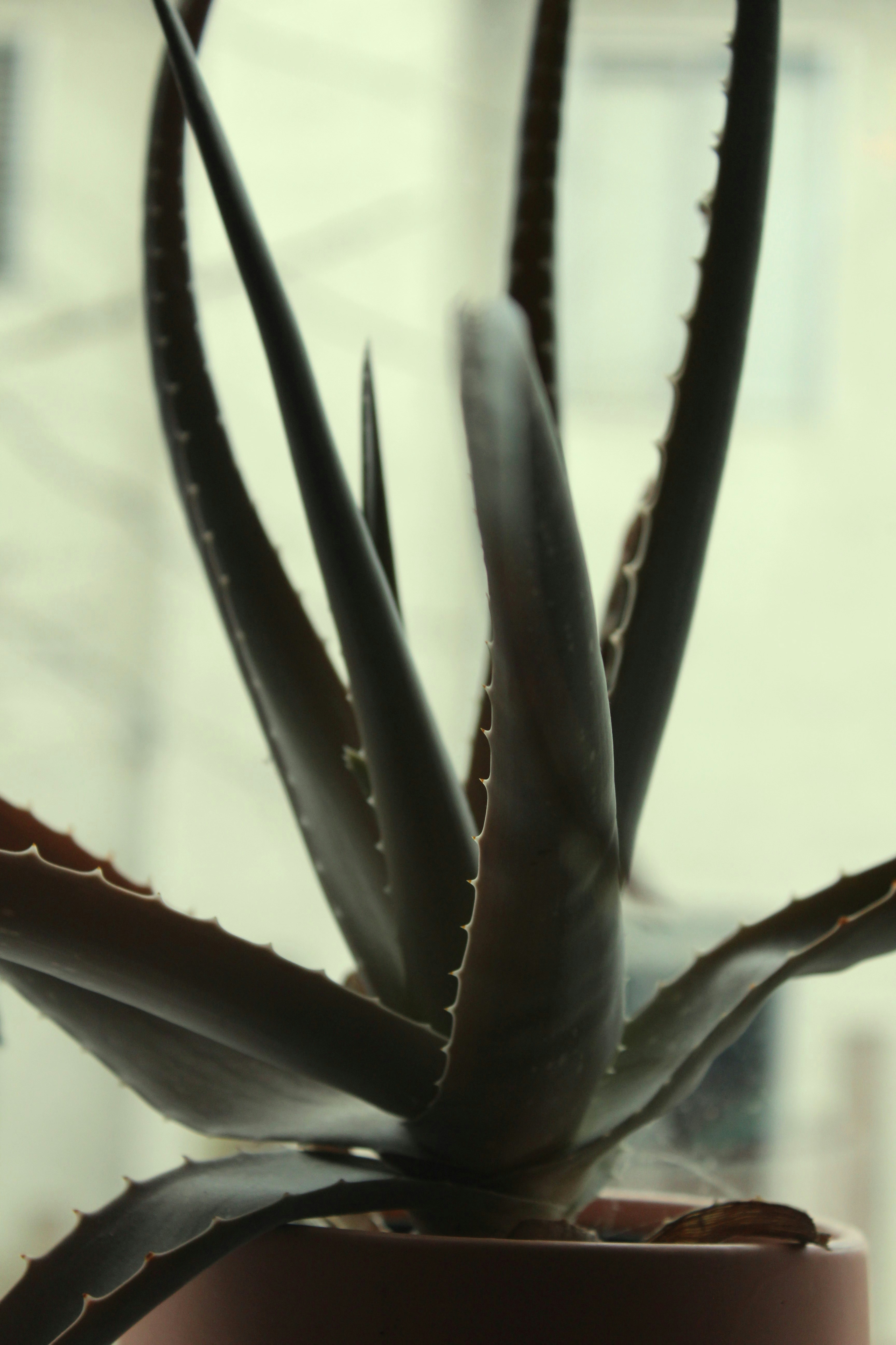 Organic Aloe Vera Plant