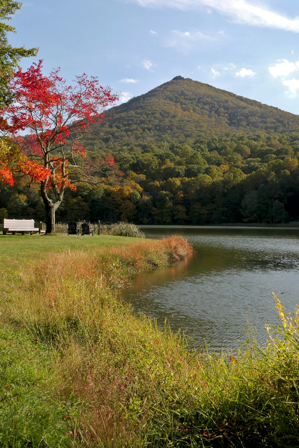 a lake surrounded by a lush green forest