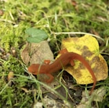 A close-up of a California tiger salamander resting on moist forest floor.