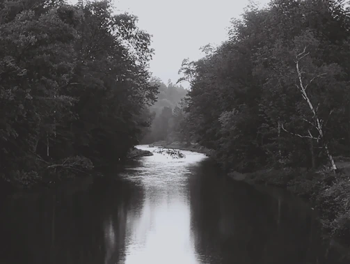 A serene image of a calm river flowing through a lush forest at dawn, symbolizing peaceful communication.