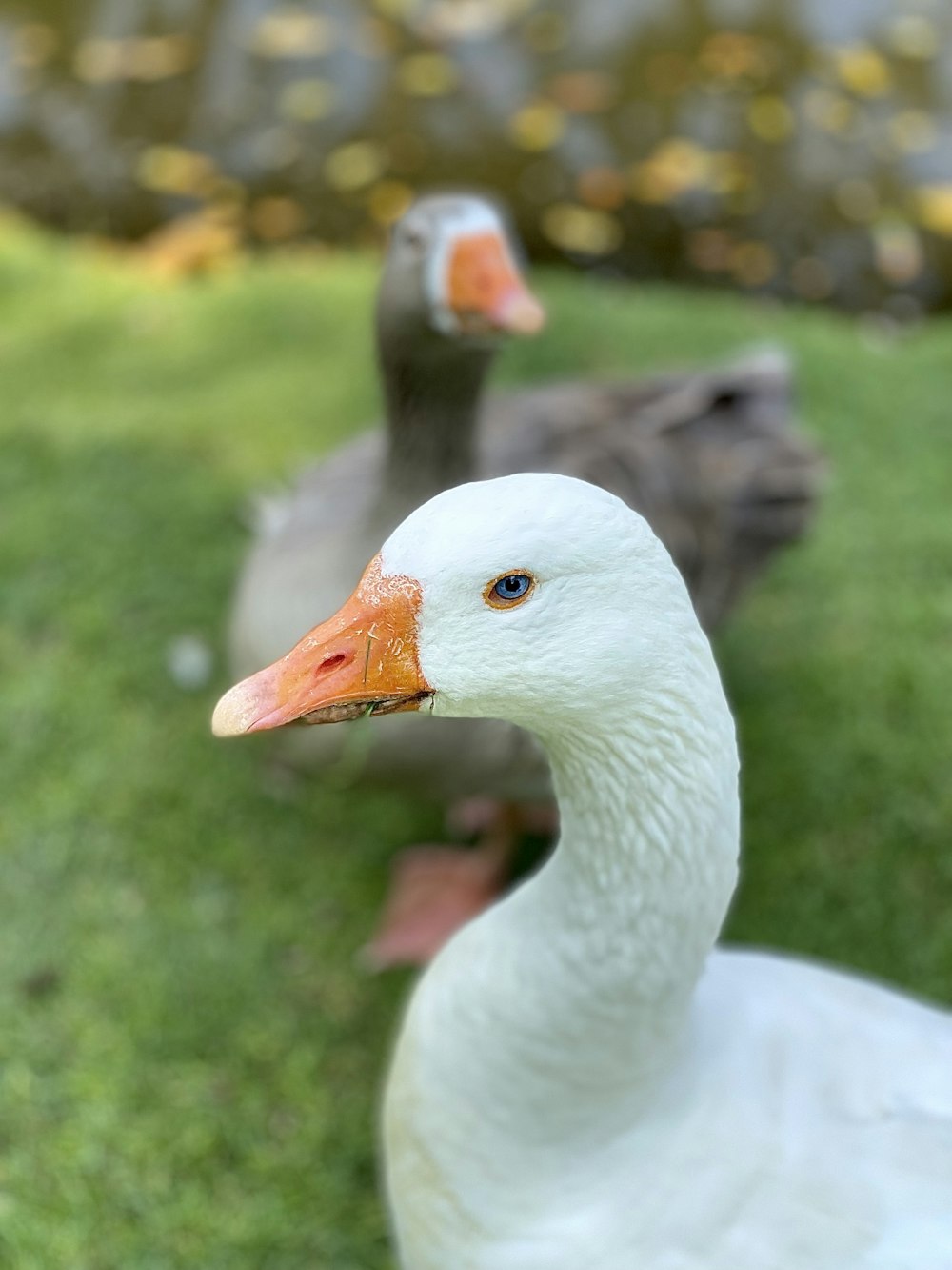 a close up of two ducks in the grass