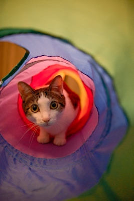 A cat with wide eyes sits inside a colorful tunnel toy, constructed of concentric circles in various colors including pink, blue, and purple. The cat's expression appears curious and alert as it looks directly at the viewer.