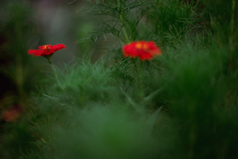 a couple of red flowers sitting on top of a lush green field