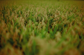 Lush green and golden rice fields stretch across the landscape, with grain stalks swaying gently. The focus on the foreground highlights the mature rice ready for harvest.