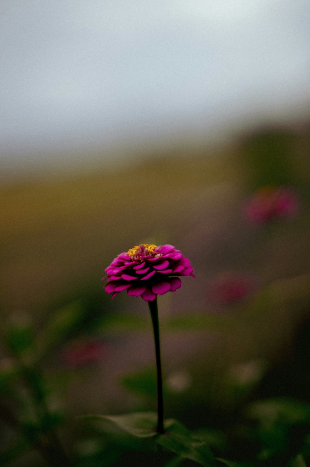 a single pink flower with a blurry background