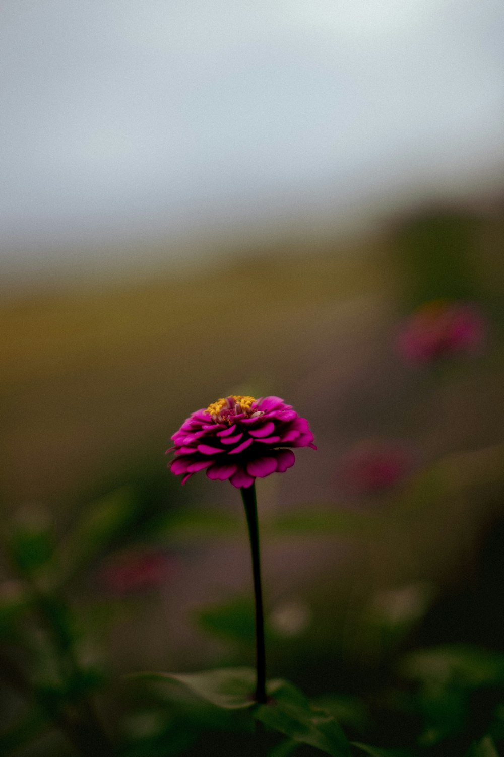 eine einzelne rosa Blume mit verschwommenem Hintergrund