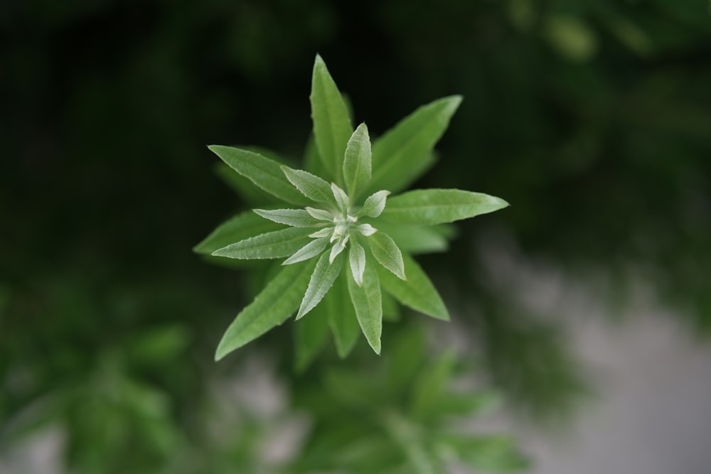 a close up of a green plant with leaves