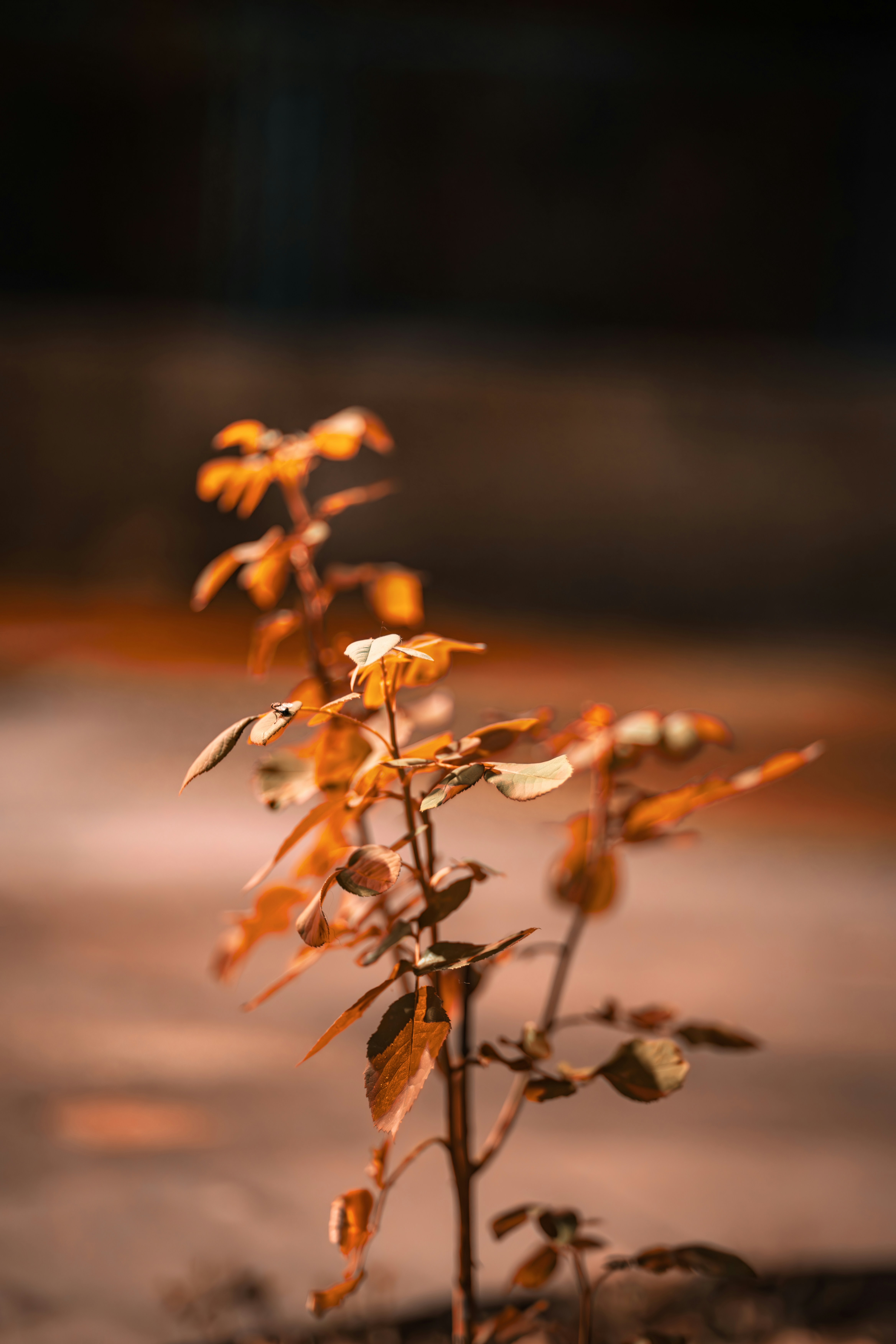 Photo by ozerotr