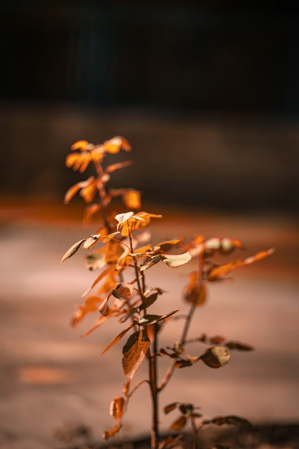 a close up of a plant with yellow flowers