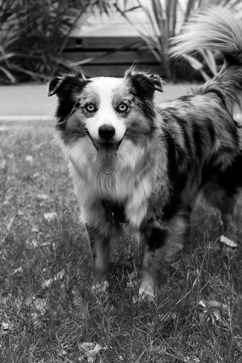 a black and white photo of a dog standing in the grass