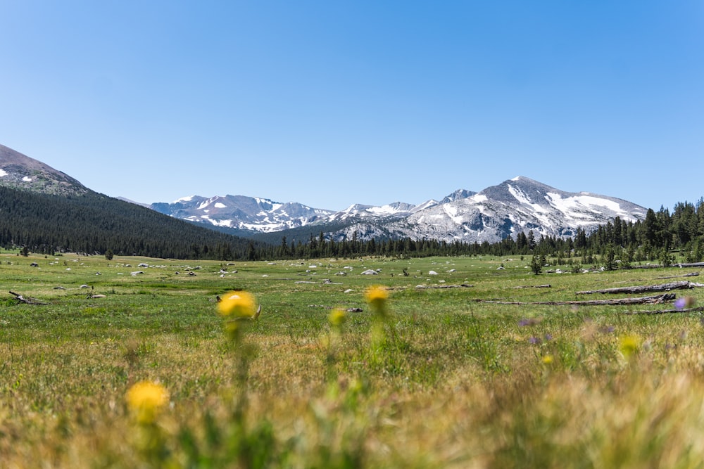 a grassy field with mountains in the background