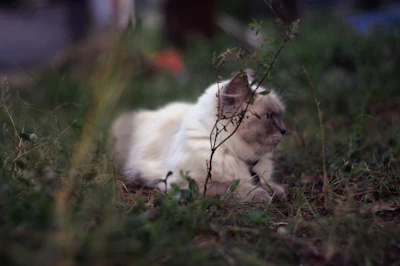 A charming 2D animated cat resting peacefully under a tree surrounded by colorful flowers and fluttering butterflies.
