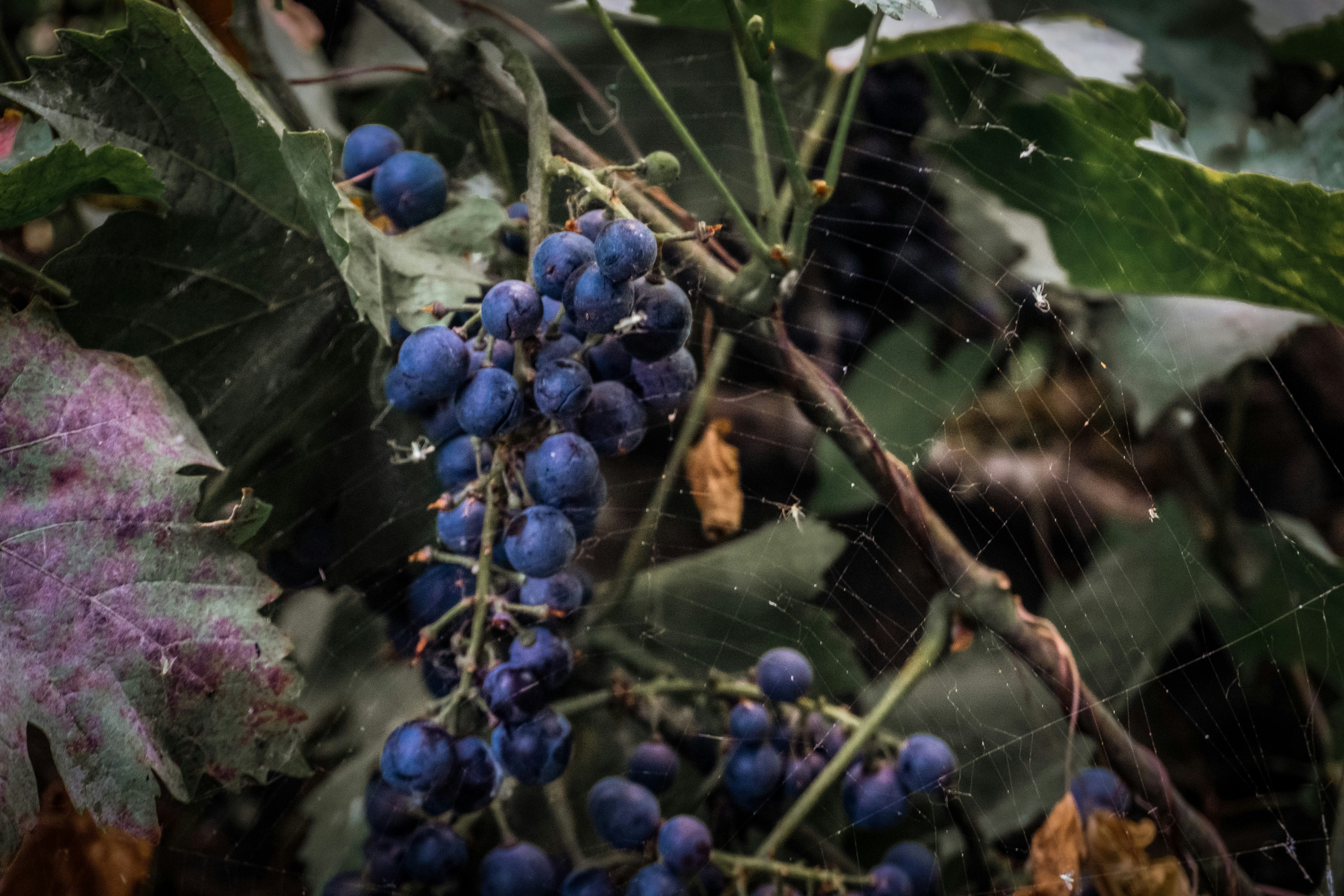 a close up of a bunch of berries on a tree