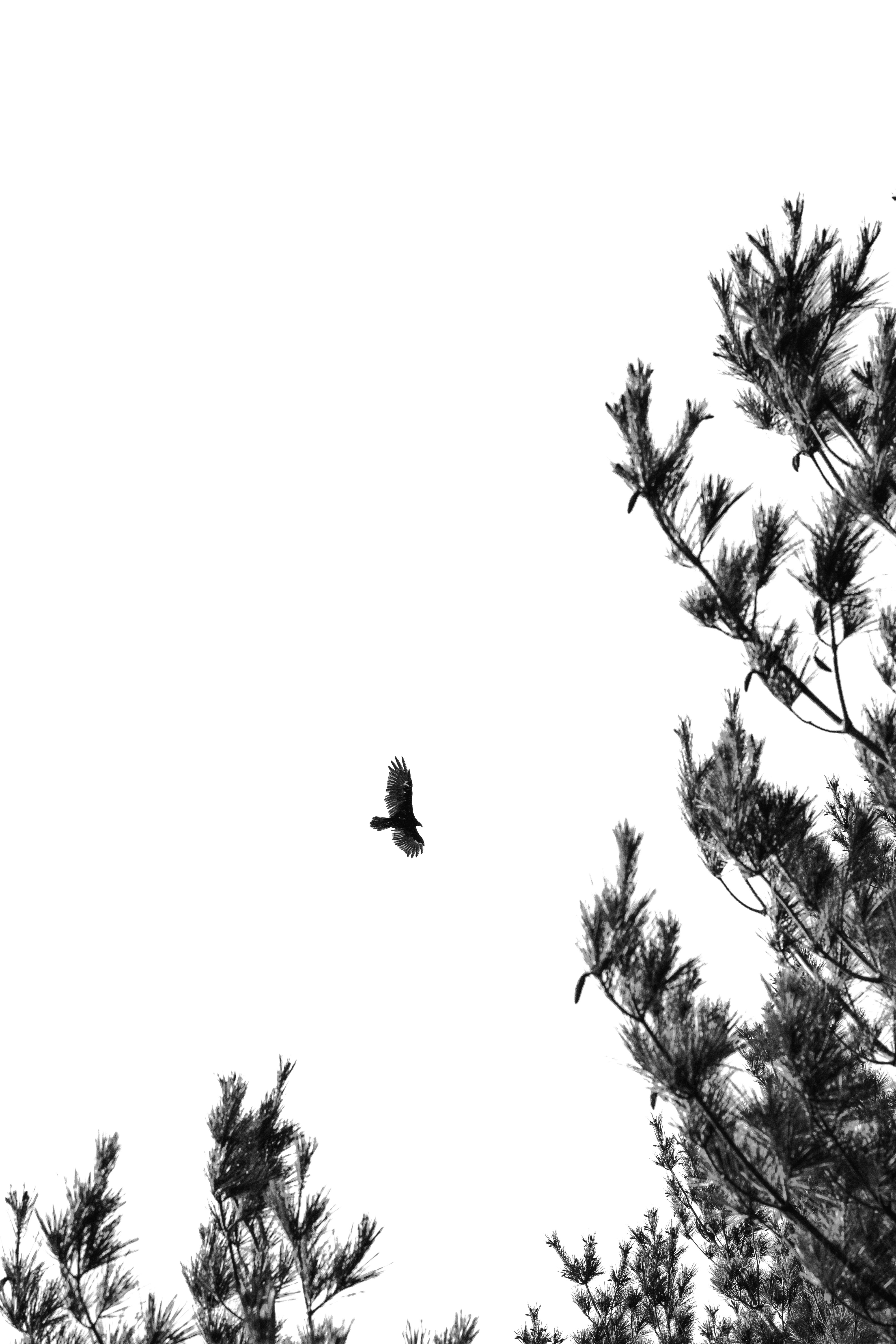 a black and white photo of a bird flying in the sky
