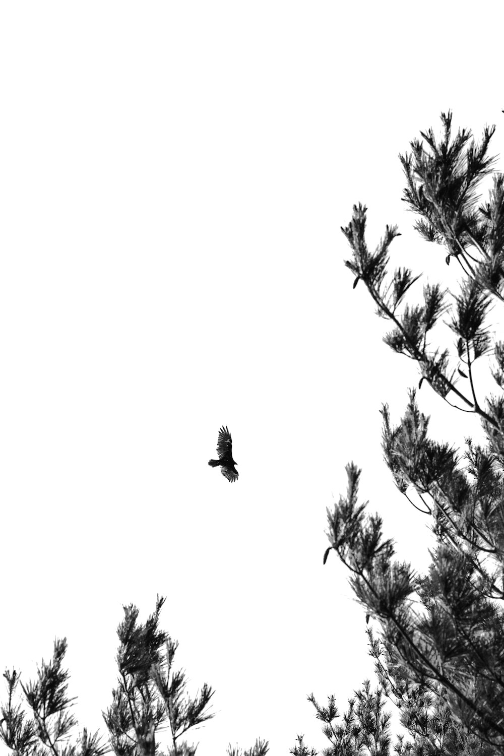 a black and white photo of a bird flying in the sky