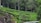 A lush green tea plantation with rows of tea bushes and tall trees interspersed throughout the landscape. Rocky outcrops are visible alongside the plantation. The area is surrounded by dense forest, creating a serene and natural atmosphere.