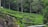 A lush green tea plantation with rows of tea bushes and tall trees interspersed throughout the landscape. Rocky outcrops are visible alongside the plantation. The area is surrounded by dense forest, creating a serene and natural atmosphere.