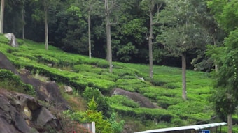 A lush green tea plantation with rows of tea bushes and tall trees interspersed throughout the landscape. Rocky outcrops are visible alongside the plantation. The area is surrounded by dense forest, creating a serene and natural atmosphere.