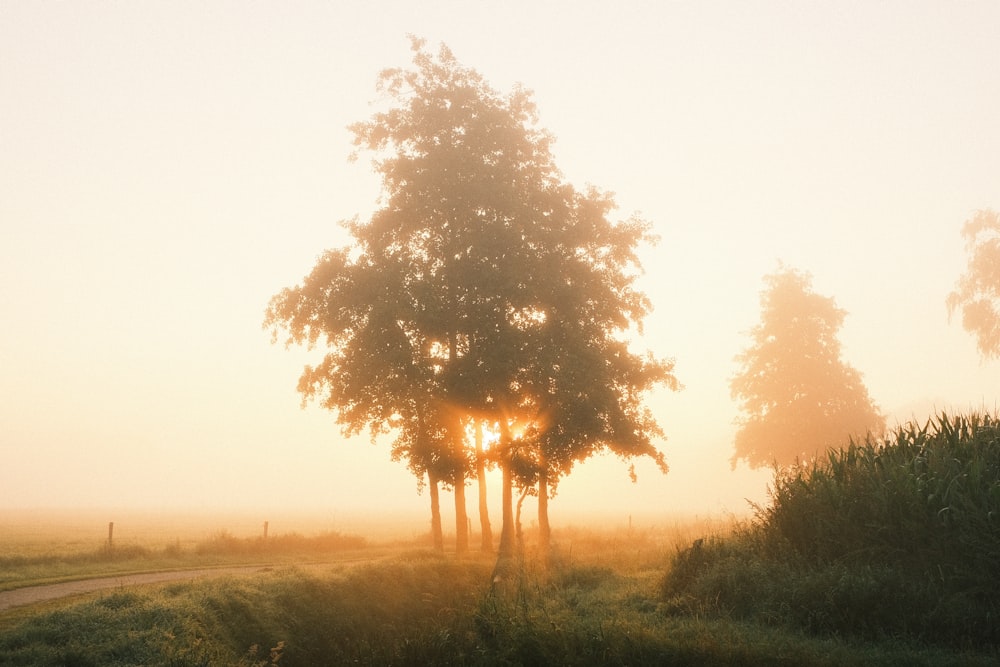 a foggy field with trees and a dirt road