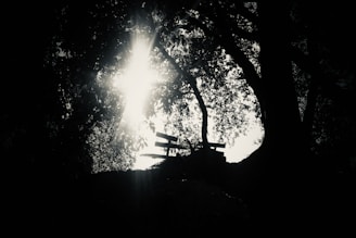 Soft morning light illuminating a bench under a large oak tree in the life garden.