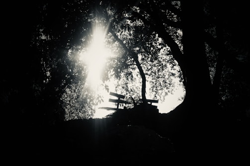 Soft morning light illuminating a bench under a large oak tree in the life garden.