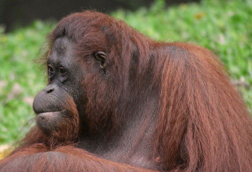 A close-up view of an orangutan with reddish-brown fur, sitting against a green natural background. The orangutan has a contemplative look and its head is turned slightly to the side.
