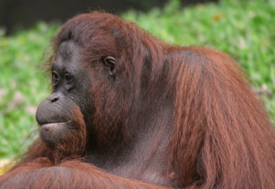 A close-up of an orangutan in its natural habitat in Tanjung Puting.