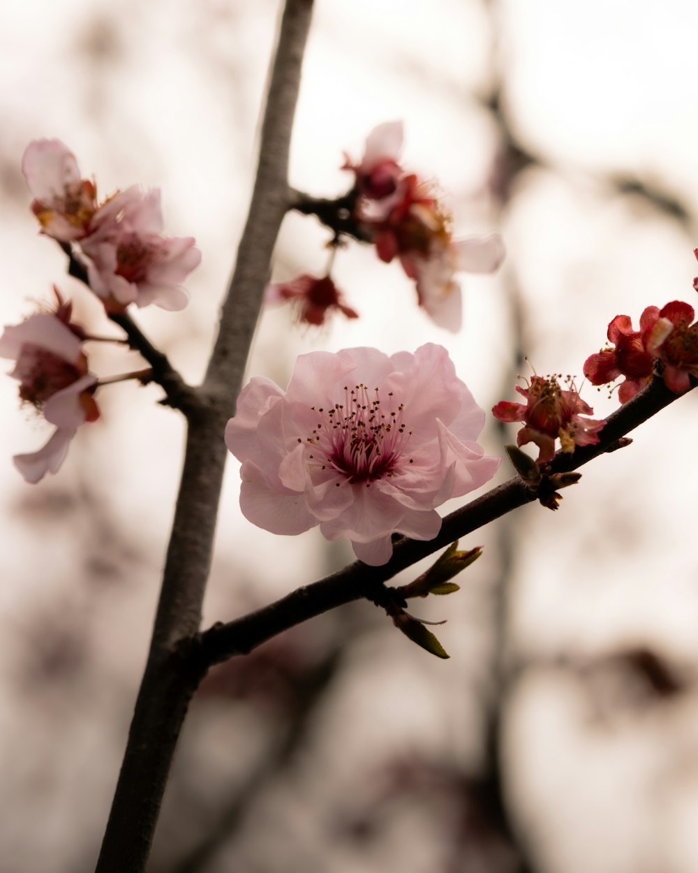 a close up of a flower on a tree branch