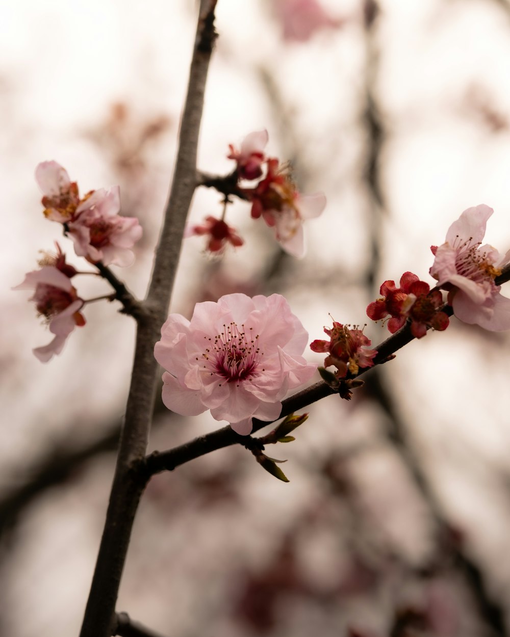 a branch with some pink flowers on it